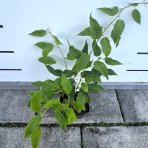 Aktinídia žilnatá - kiwi (Actinidia arguta) ´ISSAI´ - výška 50-80 cm, kont. C3L - SAMOOPELIVÁ